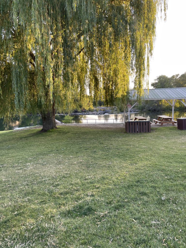 Willow tree and pavilion at with the river in the background at St. anthony sandbar.