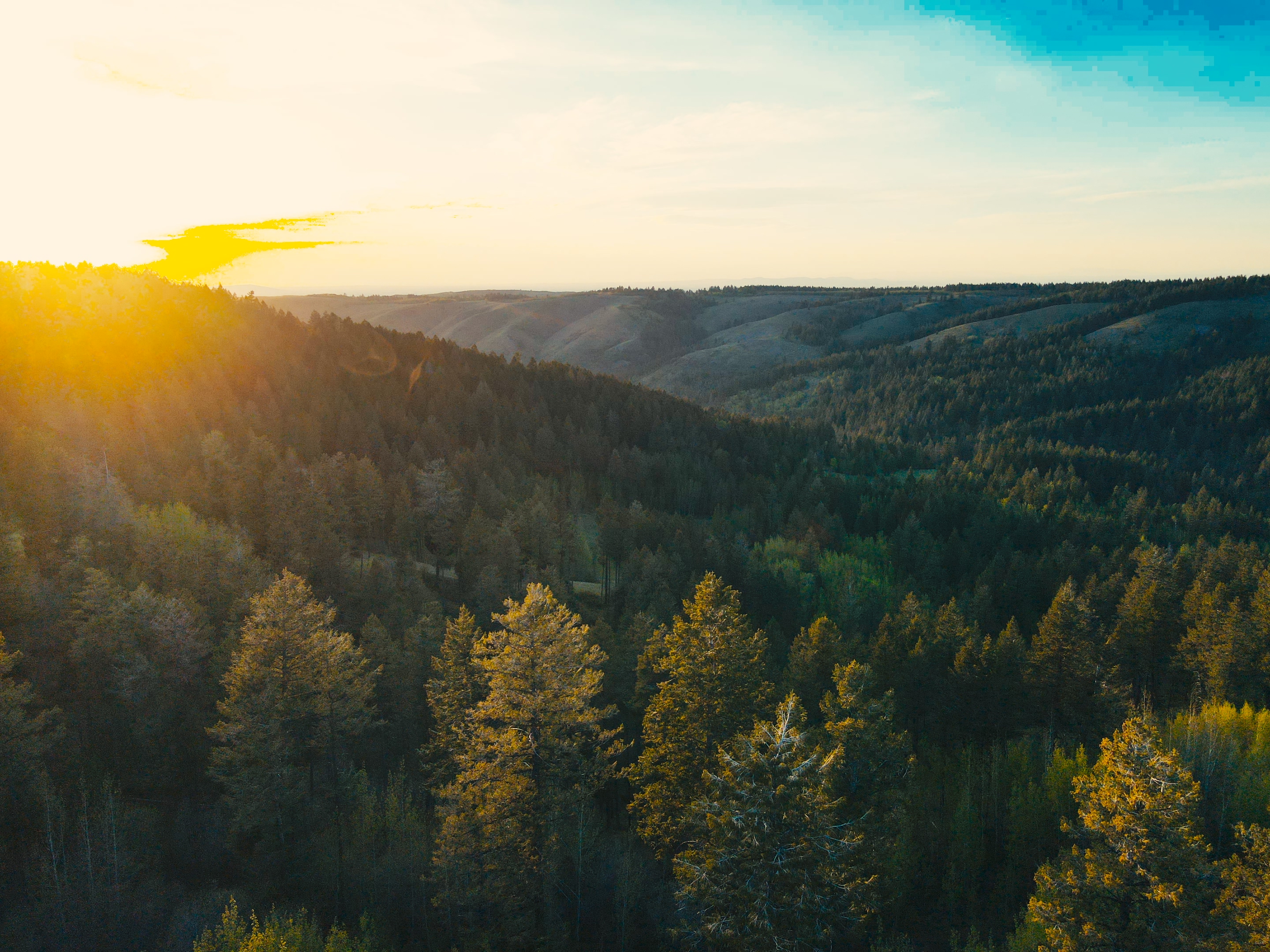 Aerial sunset view of the pine forest covering the hills of Kelly Canyon Trail