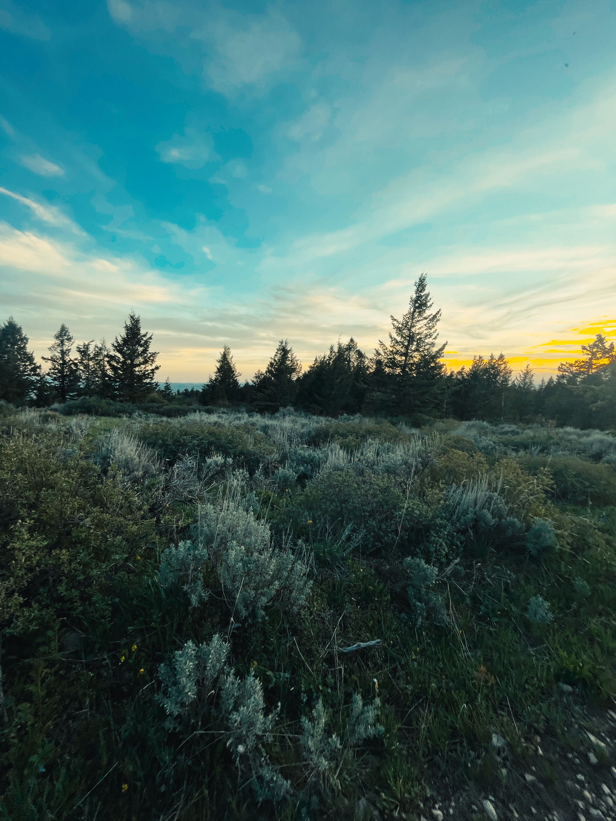Sagebrush meadow and tree line along the Kelly Canyon Trail at dusk