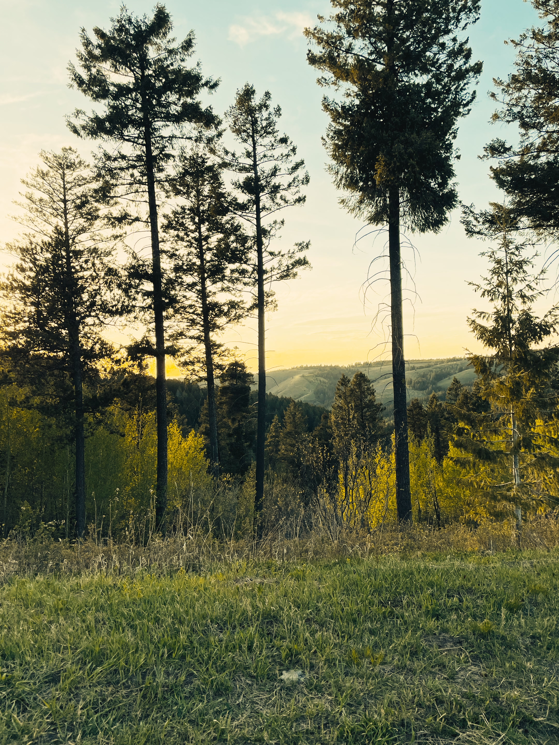 A grassy forest meadow along the Kelly Canyon Trail glowing at dusk
