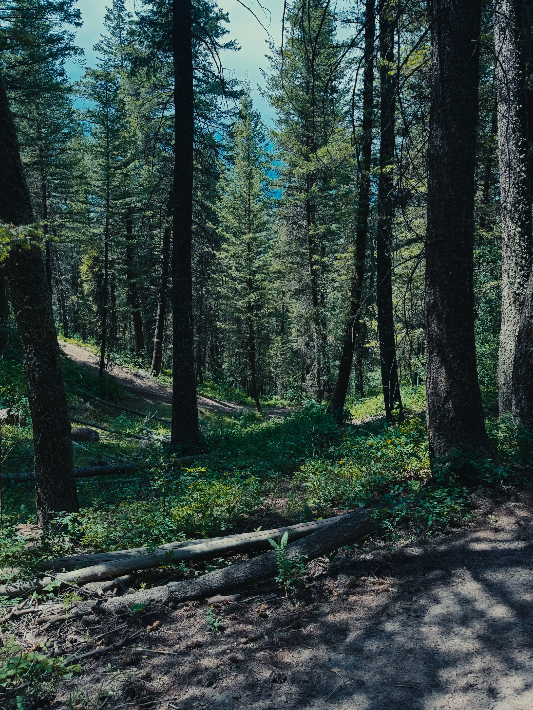 A bend in the pine forest trail along the Webster Dam hike in Madison County, Idaho