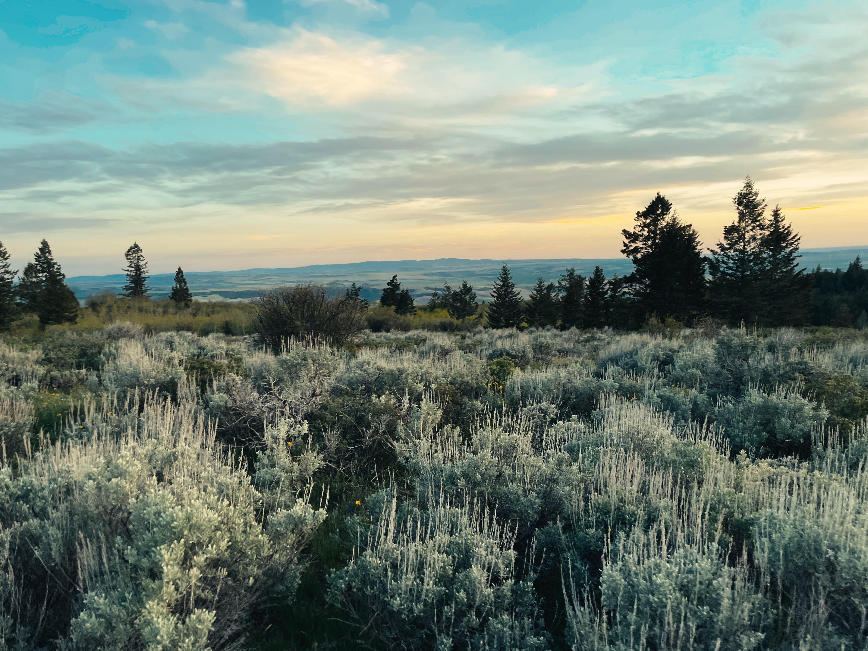 Sagebrush meadow with mountain views along the Kelly Canyon Trail at sunset
