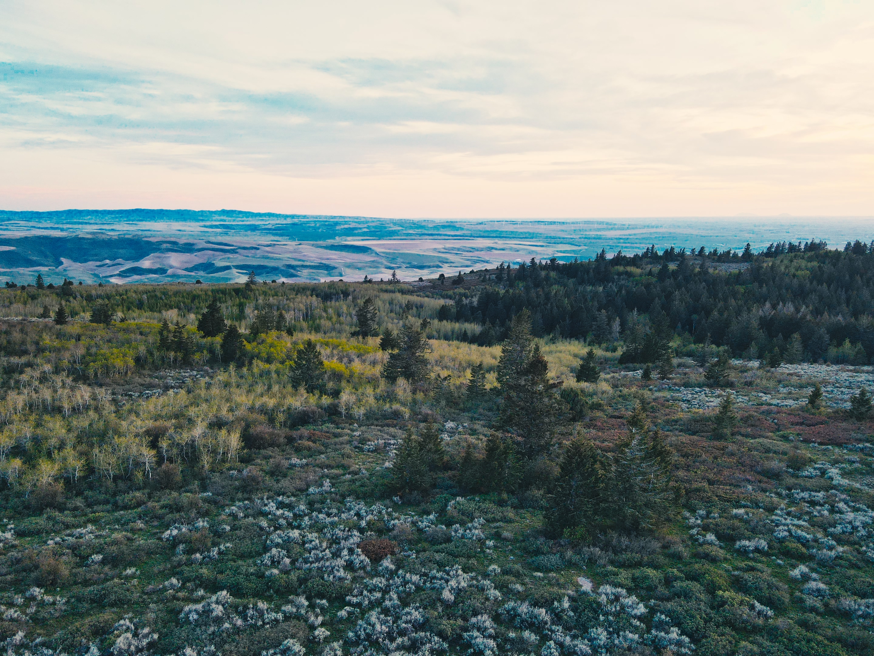Sagebrush and pine trees along the ridge of the Kelly Canyon Trail overlook