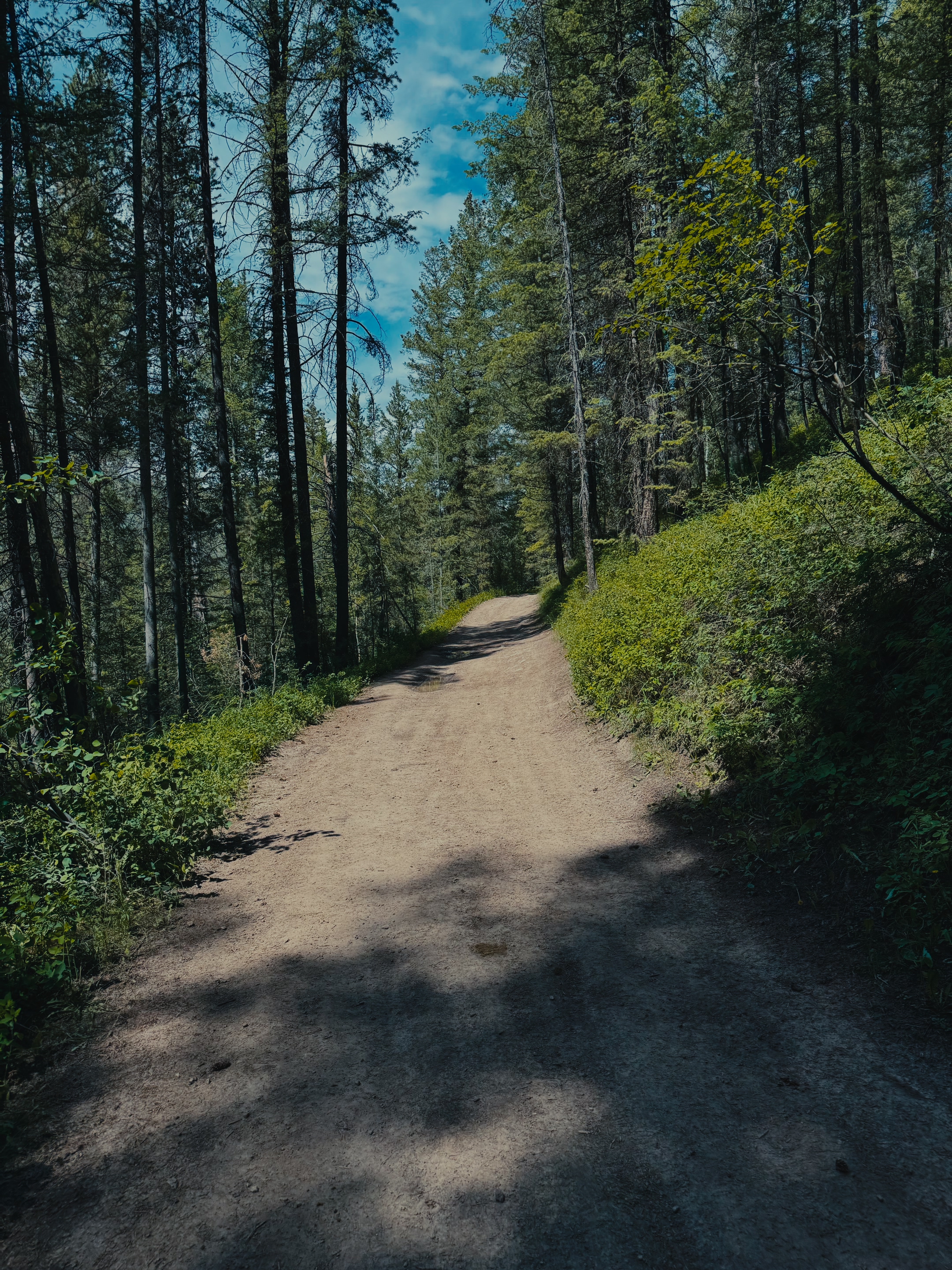 A wide dirt trail winding through tall pine trees on the way to Webster Dam