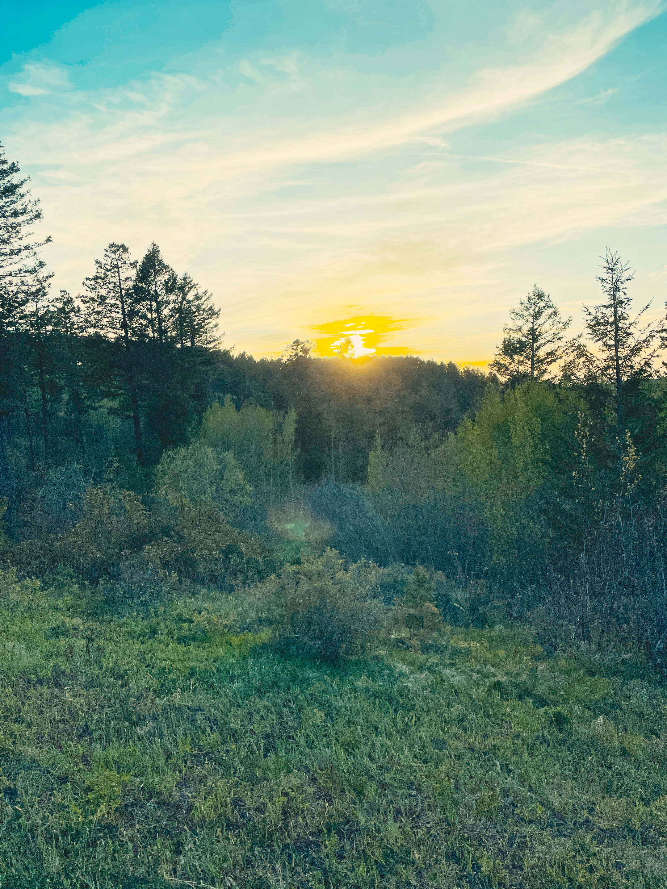 Sunset light filtering through pine trees along the Kelly Canyon Trail